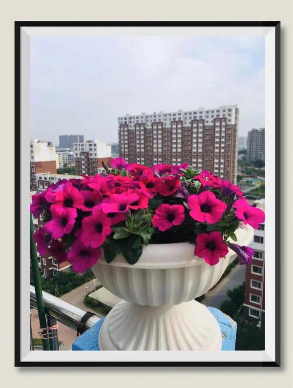 空中花園成就了我的夢想