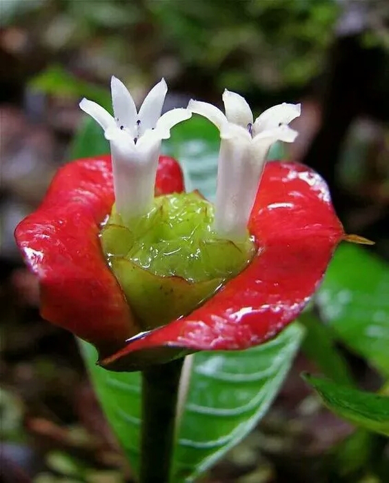 看看這些漂亮的花