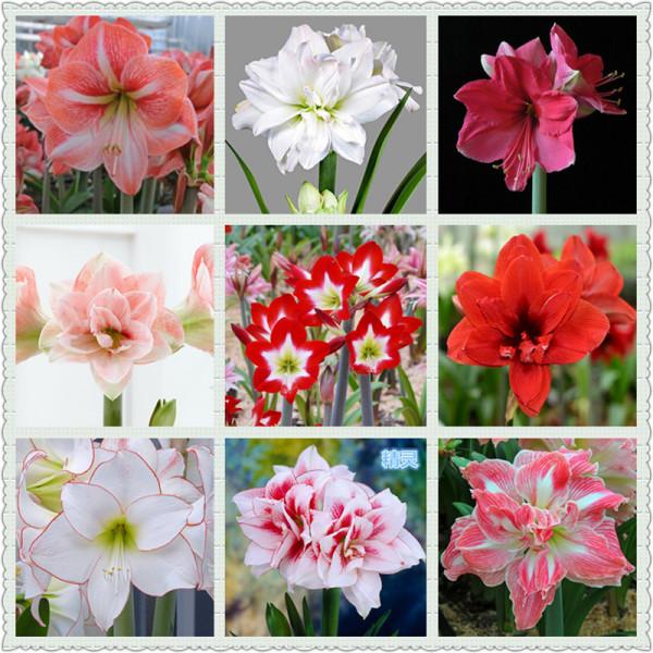 適合立冬後養的“9種花”,喜歡溫涼愛開花,有的花美,有的花香 適合立冬後養的“9種花”,喜歡溫涼愛開花,有的花美,有的花香