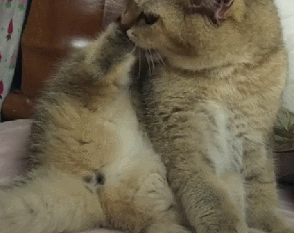 素食繼女要求繼母給貓吃素，還說“我看見它吃肉就犯惡心！”