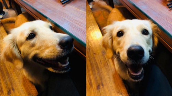 當一隻金毛闖進我的生活 當一隻金毛闖進我的生活