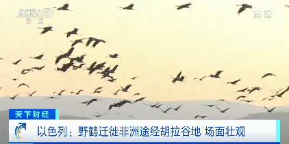 以色列突發禽流感!已致五千只野鶴死亡 數十萬只雞被撲殺 以色列突發禽流感!已致五千只野鶴死亡 數十萬只雞被撲殺