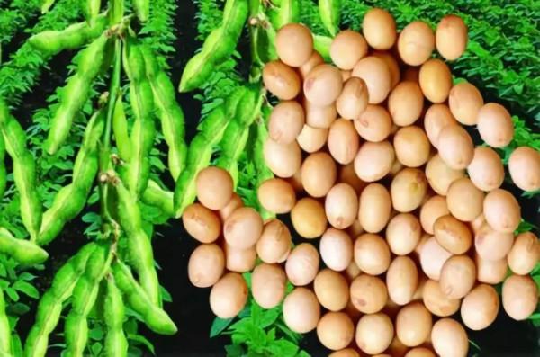 豆腐的原料大豆 豆腐的原料大豆
