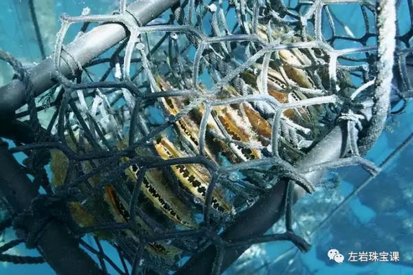 冬日提升氣質必備!南洋金珠到底是什麼來頭? 冬日提升氣質必備!南洋金珠到底是什麼來頭?