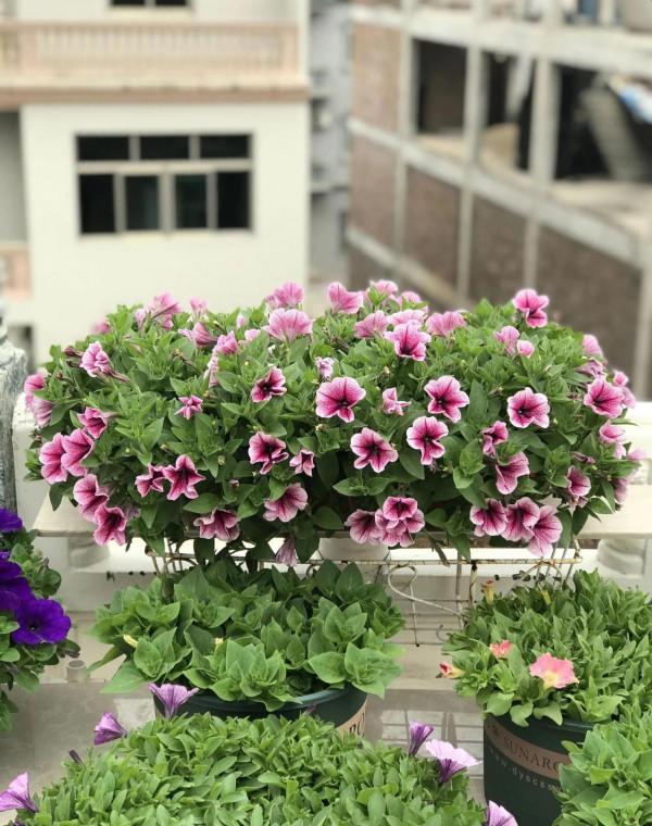 矮牽牛花，要想開花爆盆，就要大剪大修，有舍才有得