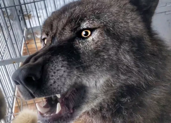 小黑狗主動上門求收養，主人養了段時間後發現不對，獸醫建議送走