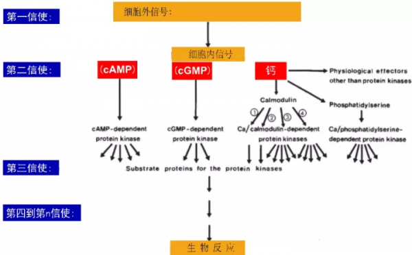重磅長文｜千禧年諾獎得主Paul Greengard與神經訊號傳遞（三）