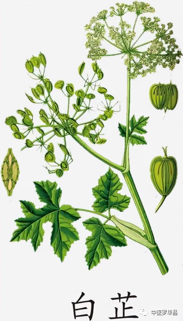 白芷,治頭目昏痛,眉稜骨痛,暨牙齦骨痛等。附脫髮中醫 白芷,治頭目昏痛,眉稜骨痛,暨牙齦骨痛等。附脫髮中醫