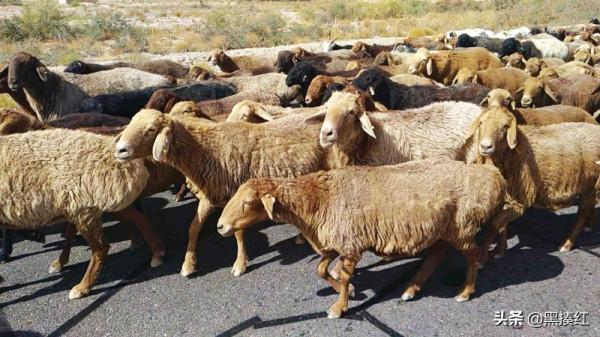 新疆塔什庫爾幹遊記 | 帕米爾高原上的特別風景:塔吉克族牧羊人 新疆塔什庫爾幹遊記 | 帕米爾高原上的特別風景:塔吉克族牧羊人