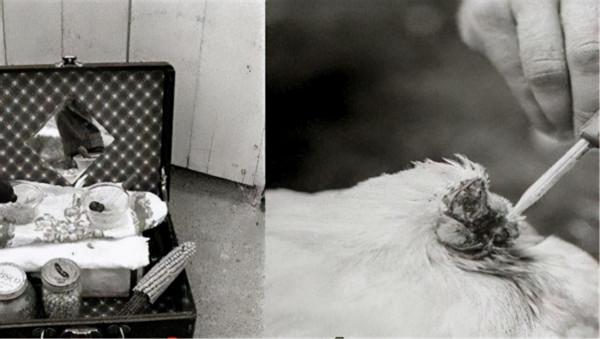 雞仔斬首後成“不死鳥”,無頭存活18個月,長胖5斤引科學家關注 雞仔斬首後成“不死鳥”,無頭存活18個月,長胖5斤引科學家關注
