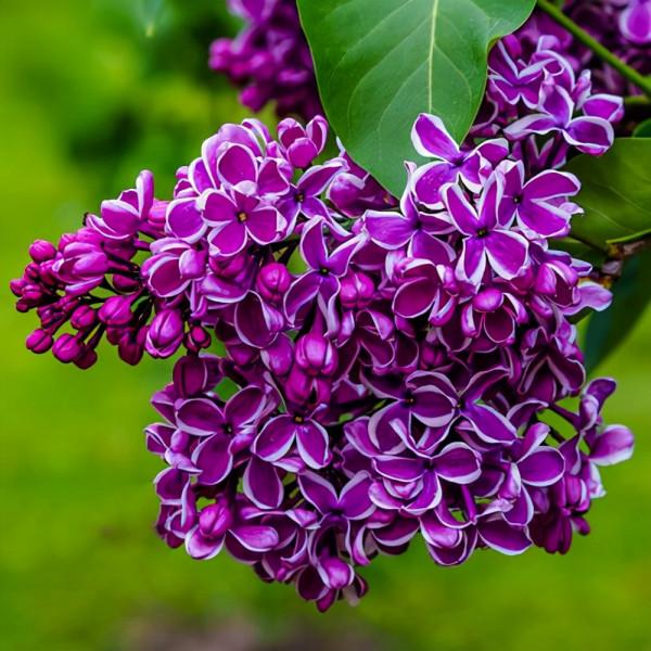 超美品種歐洲丁香，開花的時候香味四溢，滿園飄香，比香水還香