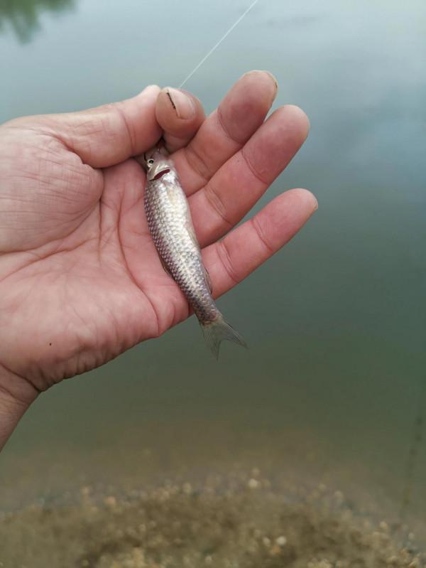 撿板栗不忘板鯽，入水口、倒樹旁真的是天然魚窩