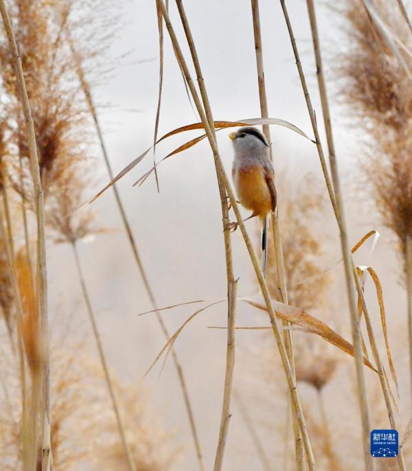 黃河之濱百鳥歡