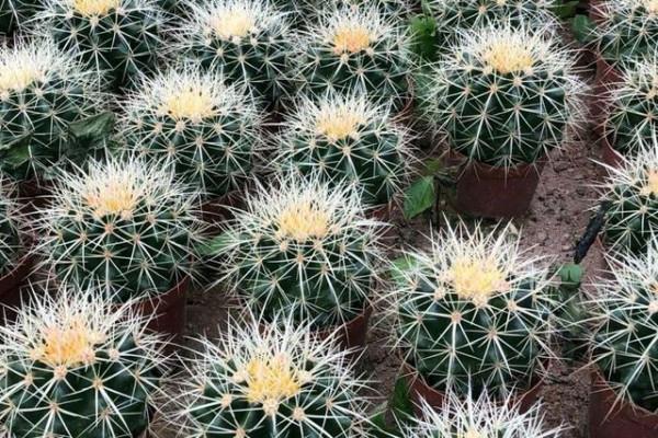 6種漂亮花&OpenCurlyDoubleQuote;不吉利&rdquo;，講究人一般不養，但是太漂亮，看著就喜歡