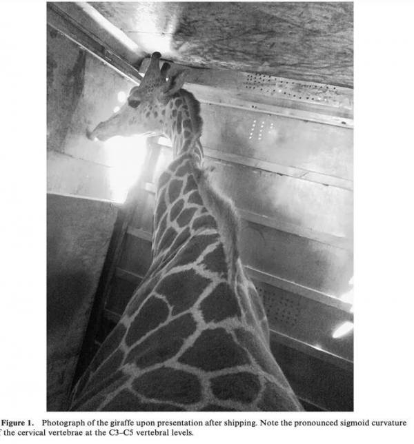 讓孩子一秒踏進自然科學世界的科普繪本《賓果兒童自然科學》