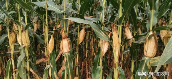 這個玉米新品種株高只有2.4米,不需噴施控旺劑,軸細粒長產量高 這個玉米新品種株高只有2.4米,不需噴施控旺劑,軸細粒長產量高