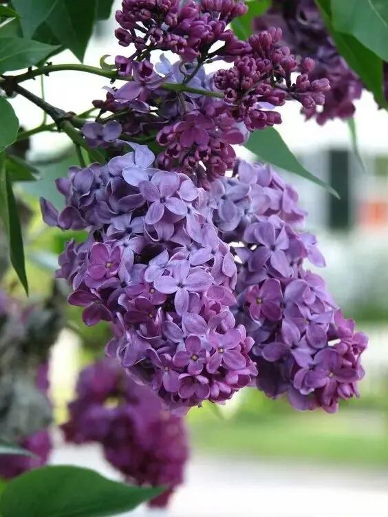 分享圖片，唯美浪漫丁香花