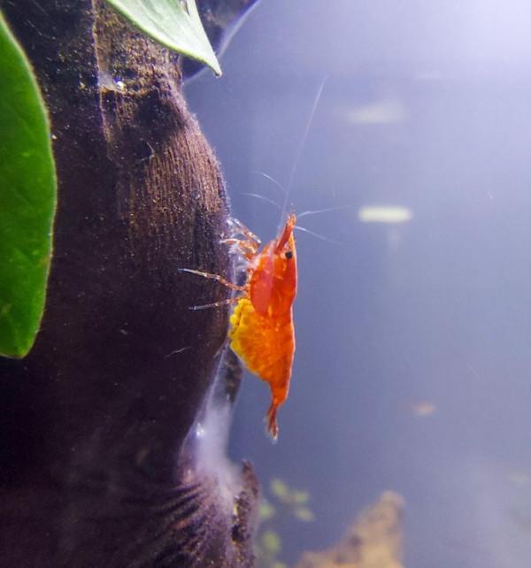 16張動物懷孕的照片,表明懷孕會增加所有動物的魅力 16張動物懷孕的照片,表明懷孕會增加所有動物的魅力