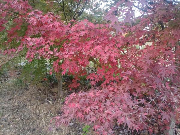 南飛大雁書人字，墜地紅葉燃相思。望穿秋水競無義，萬解楓