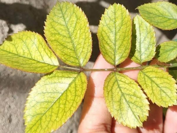 植物搬出門,痛快淋場雨,植物越來越旺 植物搬出門,痛快淋場雨,植物越來越旺