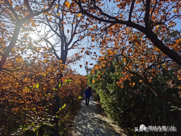 賞紅何必去郊區!北京西五環邊上的這座公園,紅葉正好 賞紅何必去郊區!北京西五環邊上的這座公園,紅葉正好