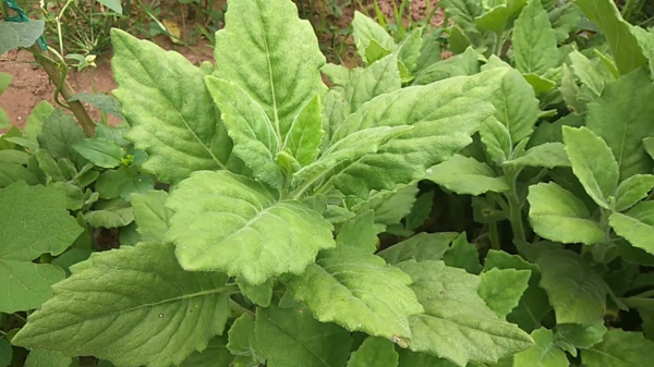 農民叫它“胖兒參”，白子菜降“三高”，有“神仙草”之美稱