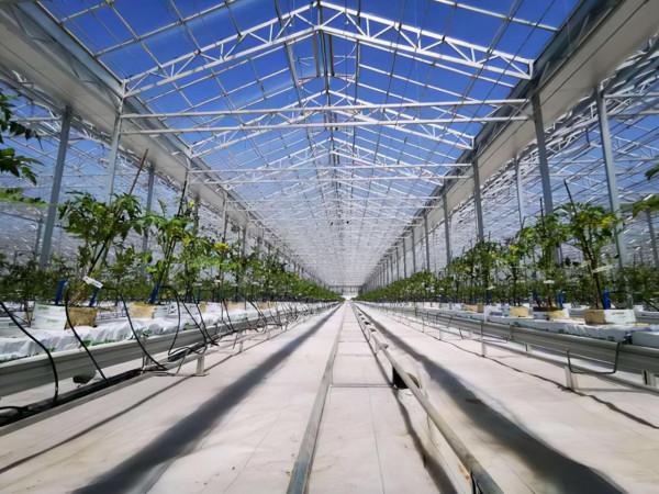 佔地9萬平方米投資2.1億的“豪橫”大棚,番茄長到20米,你見過嗎 佔地9萬平方米投資2.1億的“豪橫”大棚,番茄長到20米,你見過嗎