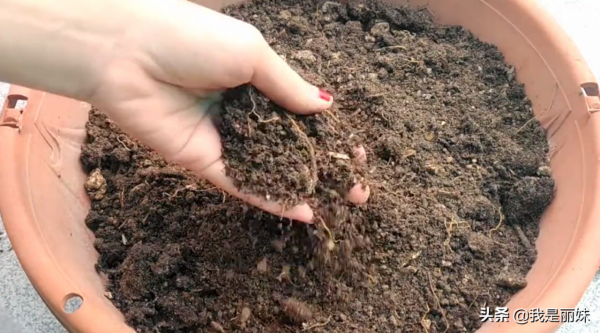 可樂瓶別扔了，這樣種蘿蔔，一年四季都有得吃，省錢又美觀