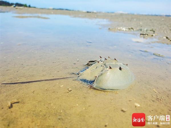 海南週刊 | 長相怪異的“海怪”、“活化石”：鱟(hòu)