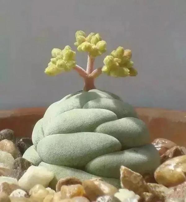 分享圖片，可愛的多肉們，收藏了