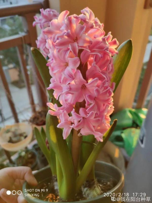 8種花養屋子裡,滿屋香味兒,雅緻又唯美 8種花養屋子裡,滿屋香味兒,雅緻又唯美