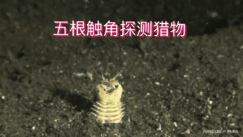 真實存在的科幻怪蟲：博位元蟲