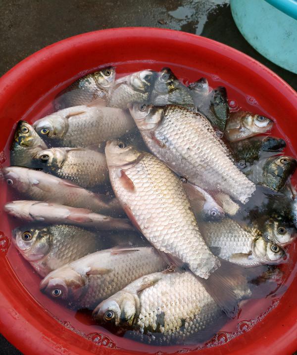 盤點冬天野釣好用的新增劑，便宜且效果好（用量及用法）