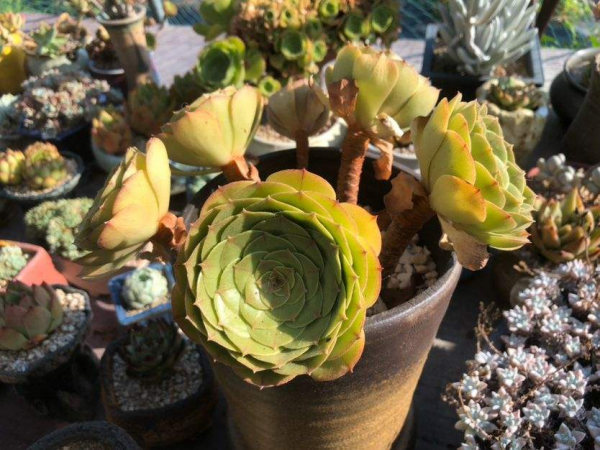 裸根多肉拿回家,4個步驟教你上盆方法,葉子敦實肥厚 裸根多肉拿回家,4個步驟教你上盆方法,葉子敦實肥厚