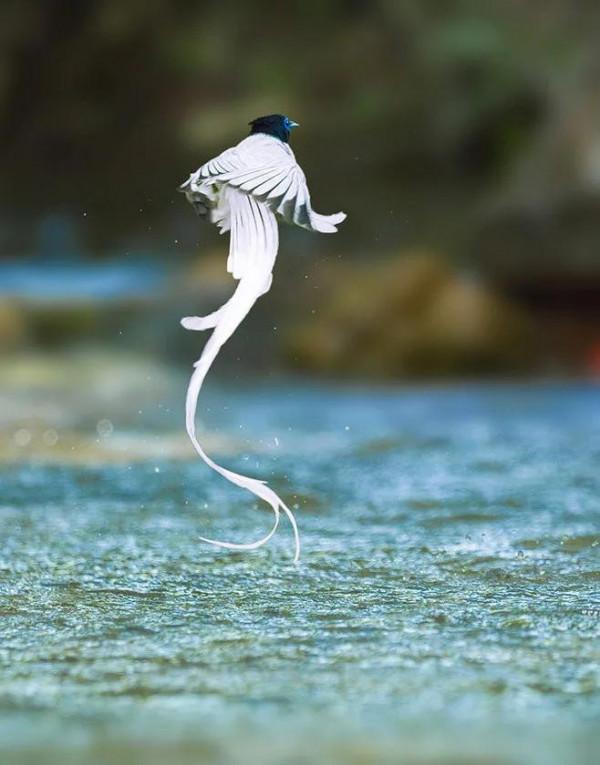 ￼如果要評選世界上誰飛得最漂亮？估計除了這些七彩鳥兒，