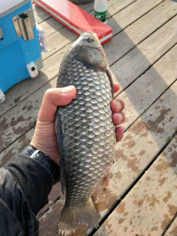 冬季釣魚堅持用小鉤細線軟竿，還要配合抄網