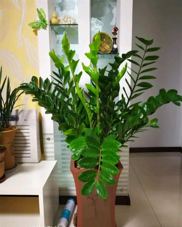 16種喜&OpenCurlyDoubleQuote;陰&rdquo;花，適合養在&OpenCurlyDoubleQuote;光照少&rdquo;的地方，光太強反而長不好