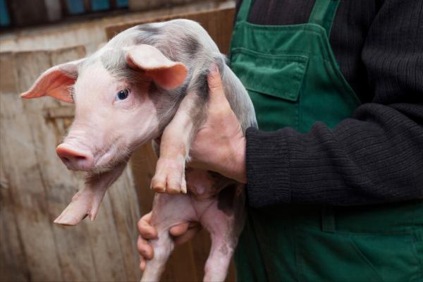 豬仔大掉價,7公斤豬仔150,現在養豬能不能賺錢?看看養豬戶咋說 豬仔大掉價,7公斤豬仔150,現在養豬能不能賺錢?看看養豬戶咋說