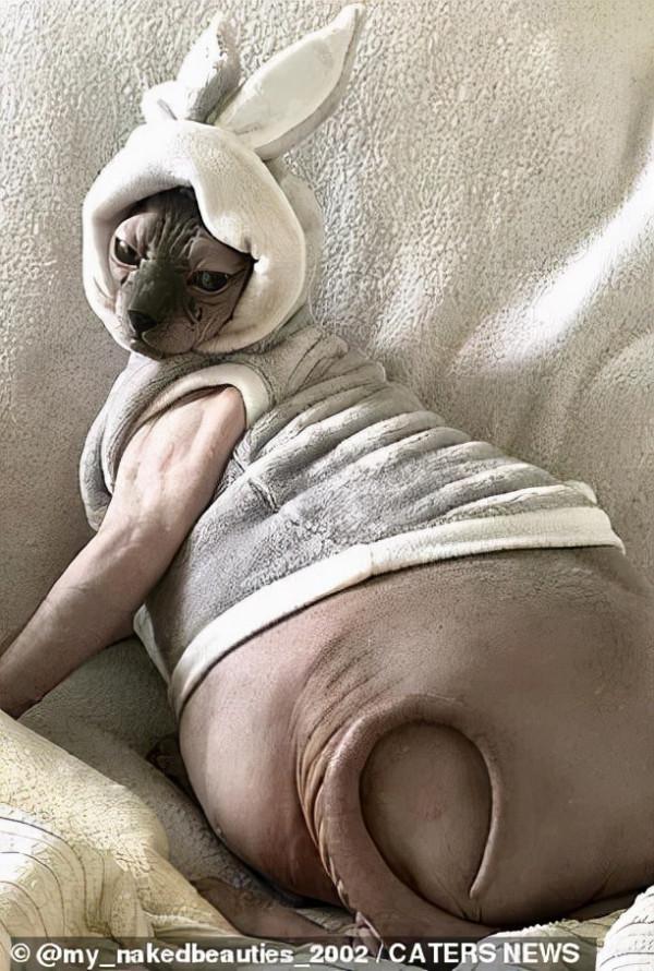 別的貓胖起來算可愛,無毛貓胖起來的畫風...噗哈哈哈哈 別的貓胖起來算可愛,無毛貓胖起來的畫風...噗哈哈哈哈