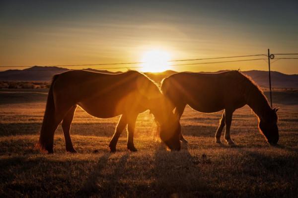三天三季-我的烏蘭布統之旅-第五篇