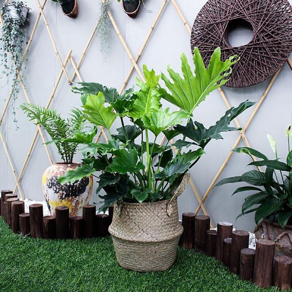 16種喜&OpenCurlyDoubleQuote;陰&rdquo;花，適合養在&OpenCurlyDoubleQuote;光照少&rdquo;的地方，光太強反而長不好