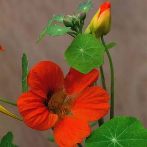 分享旱金蓮 花葉有極高觀賞價值全顆可以入藥 深受大家喜愛