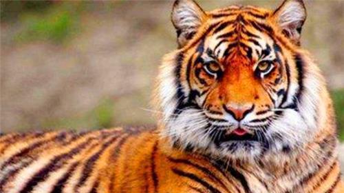 如果你在野外遇到老虎，那怎麼分辨老虎的公和母呢？