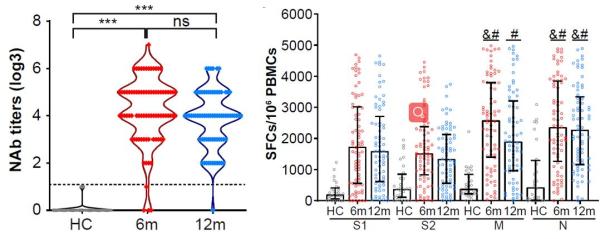 證實！人體免疫系統能“記住”新冠病毒一年以上