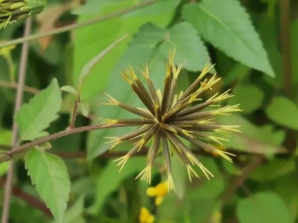 鄉下常見的中藥：鬼針草，可清熱散瘀，泡水喝，治高血壓效果很好