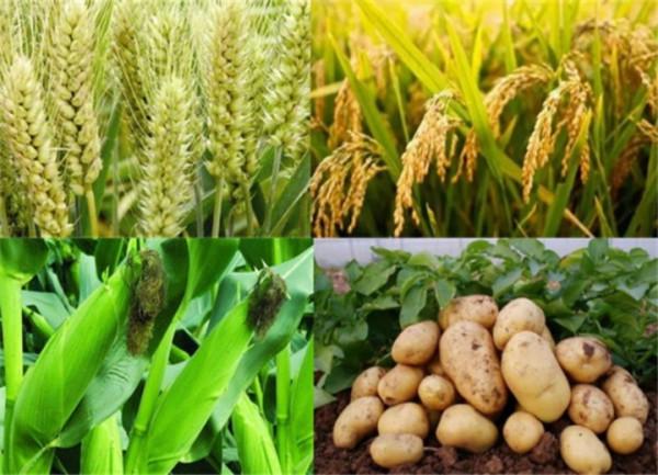 想健康長壽嗎?請注意膳食平衡 想健康長壽嗎?請注意膳食平衡