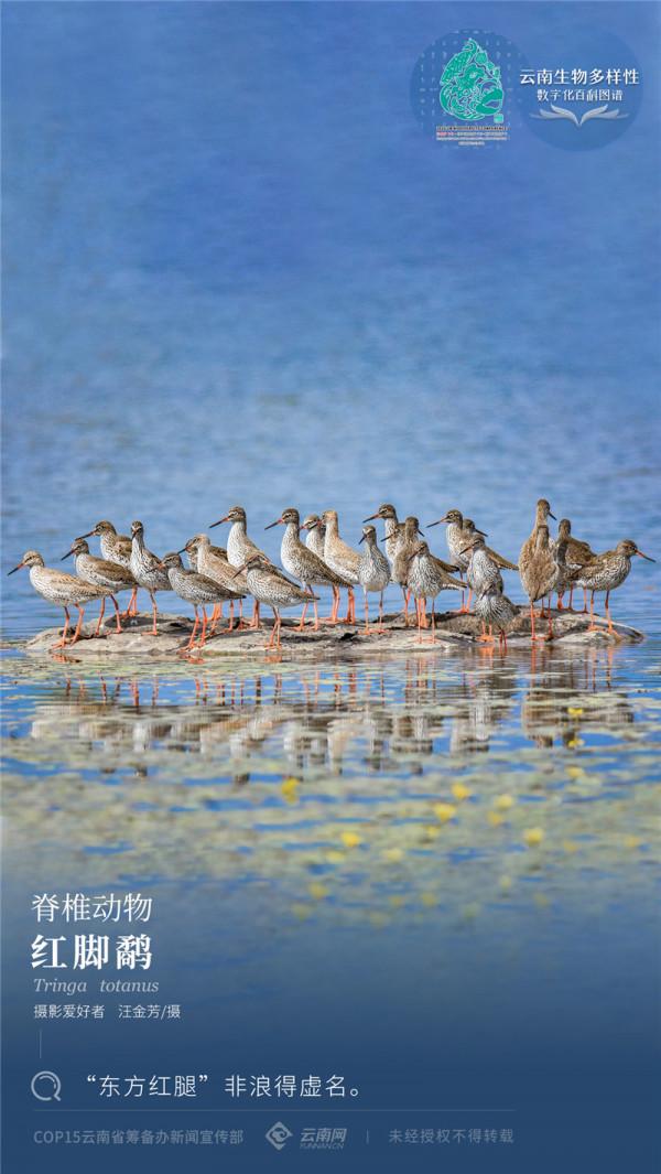 「雲南生物多樣性數字化百科圖譜」紅腳鷸：“東方紅腿”非浪得虛名