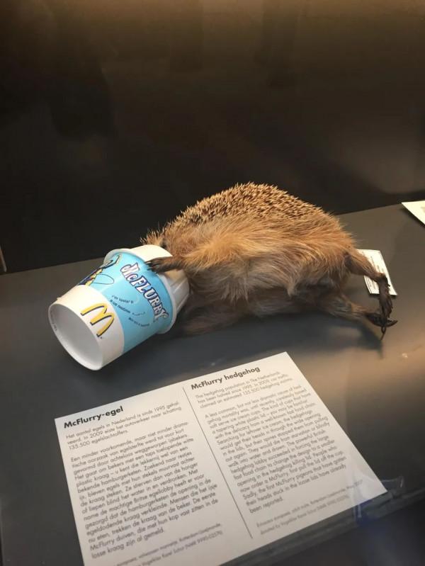 麥旋風殺“人”事件？人工製品對自然的影響有多大？