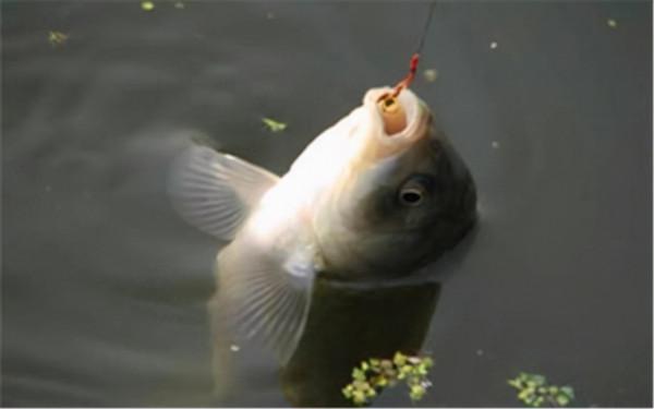 不愧是20年的老釣魚人了,這四點釣鯽技巧,用了就輕鬆拉大鯽 不愧是20年的老釣魚人了,這四點釣鯽技巧,用了就輕鬆拉大鯽