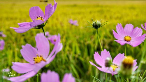 瀋陽稻夢空間堪稱“世界之最”，買門票還送大米，假期你會去嗎？